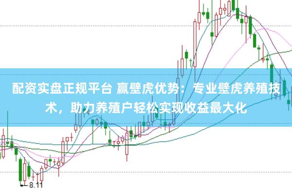 配资实盘正规平台 赢壁虎优势：专业壁虎养殖技术，助力养殖户轻松实现收益最大化