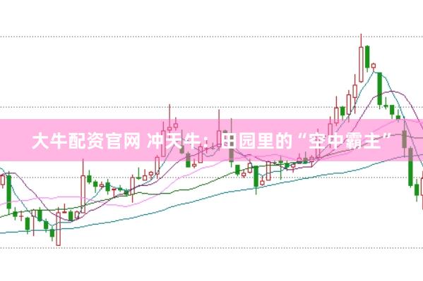 大牛配资官网 冲天牛:田园里的“空中霸主”